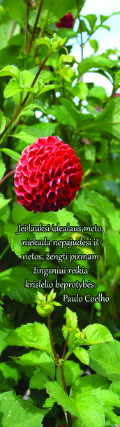 Skirtukas Nr. 152