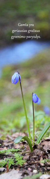 Skirtukas Nr. 157