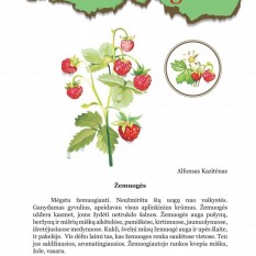 Jonas Ambrukaitis. MIŠKO GĖRYBĖS