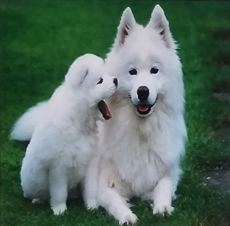 Deimantinė dėlionė "Samojedai"